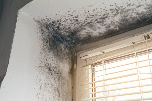 Trusted Bathroom Mold Removal service in Ashland, IL - Cheap Mold Removal